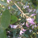 Campylotropis macrocarpa fleur P6